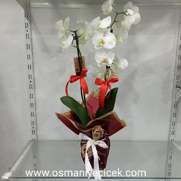 Orkide (Ýkili) Beyaz