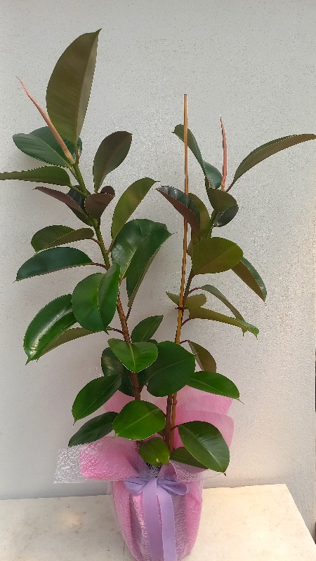 2 li Kauuk salon bitkisi